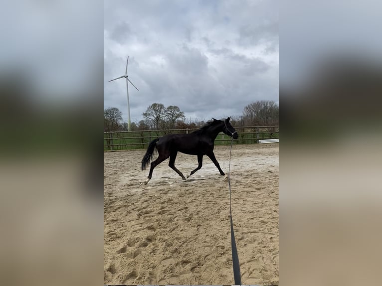 Oldenburg Mare 2 years Black in Altenberge