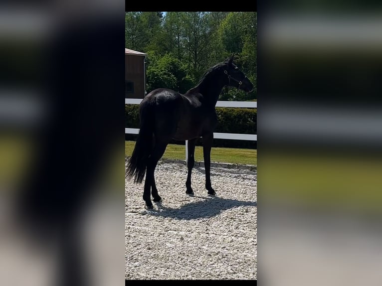 Oldenburg Mare 2 years Black in Niezabyszewo