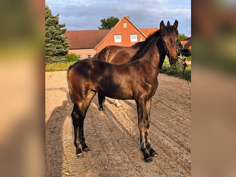 Oldenburg Mare 2 years Brown in Hemsloh