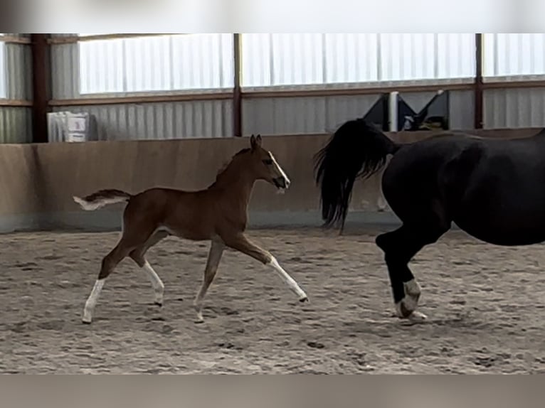 Oldenburg Mare 2 years Chestnut-Red in Berg