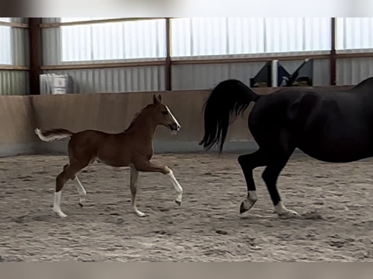 Oldenburg Mare 2 years Chestnut-Red in Berg