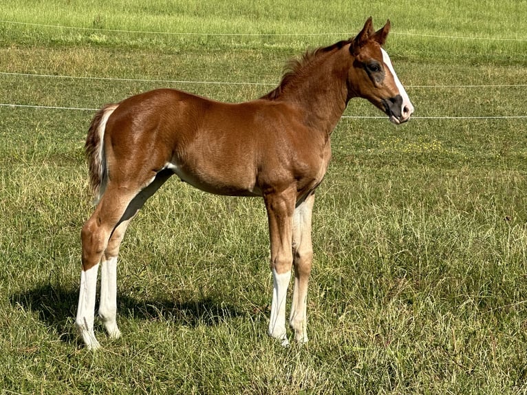 Oldenburg Mare 2 years Chestnut-Red in Berg