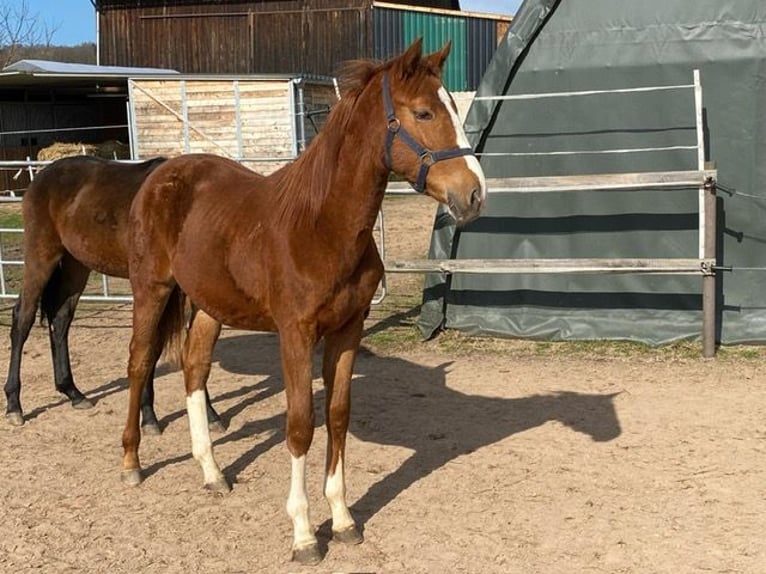 Oldenburg Mare 2 years Chestnut-Red in Dassel