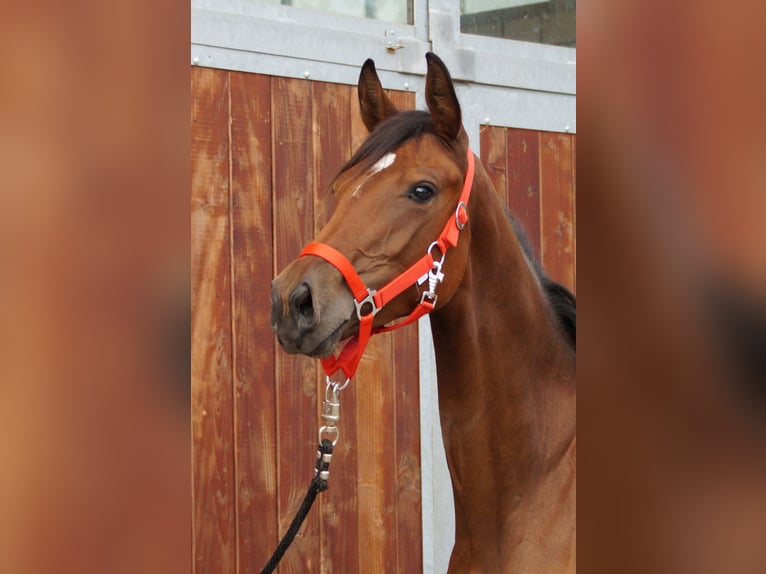 Oldenburg Mare 2 years in Dorsten