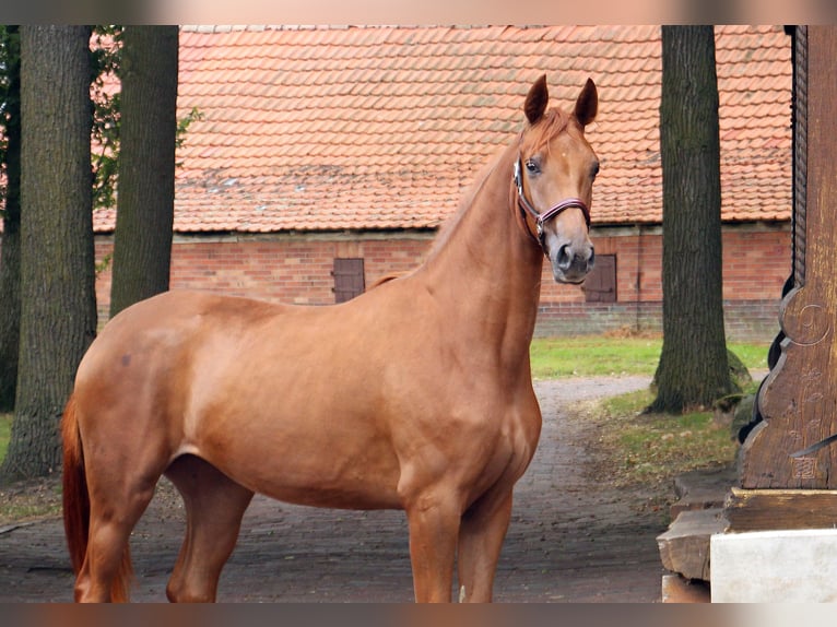 Oldenburg Mare 2 years in Neuenkirchen-V&#xF6;rden