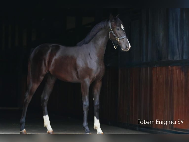 Oldenburg Mare 2 years in Stud