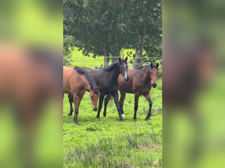 Oldenburg Mare 2 years Smoky-Black in Dinklage