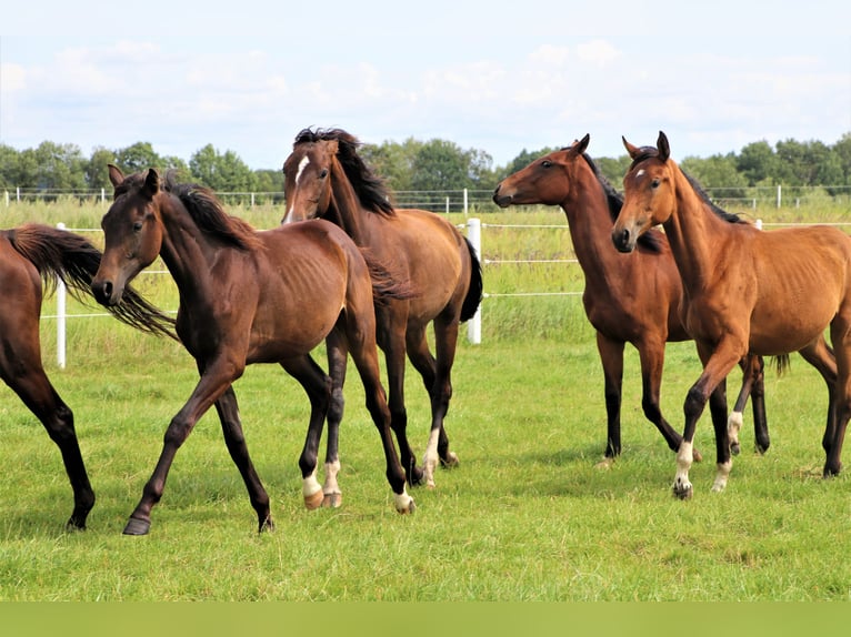 Oldenburg Mare 2 years Smoky-Black in Hankensbüttel