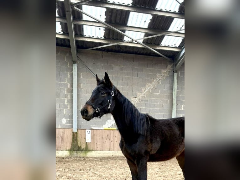 Oldenburg Mare 2 years Smoky-Black in Helferskirchen