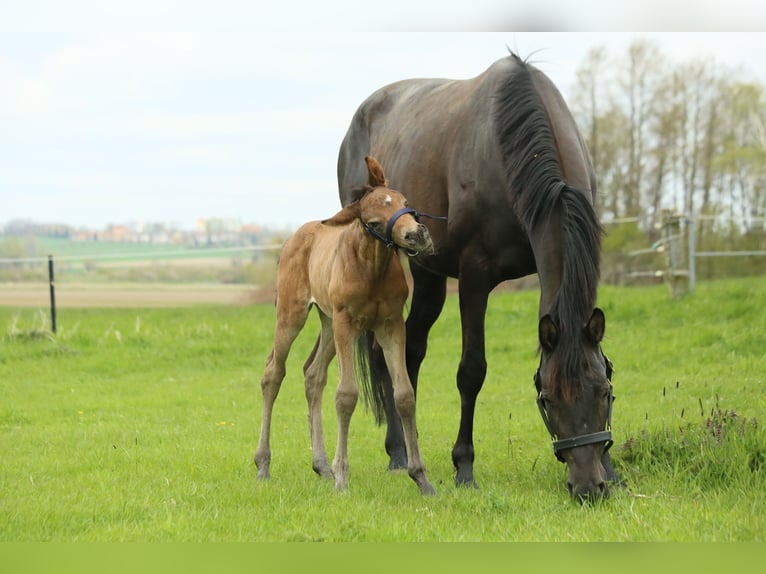 Oldenburg Mare 3 years 15,1 hh Brown in Schellerten