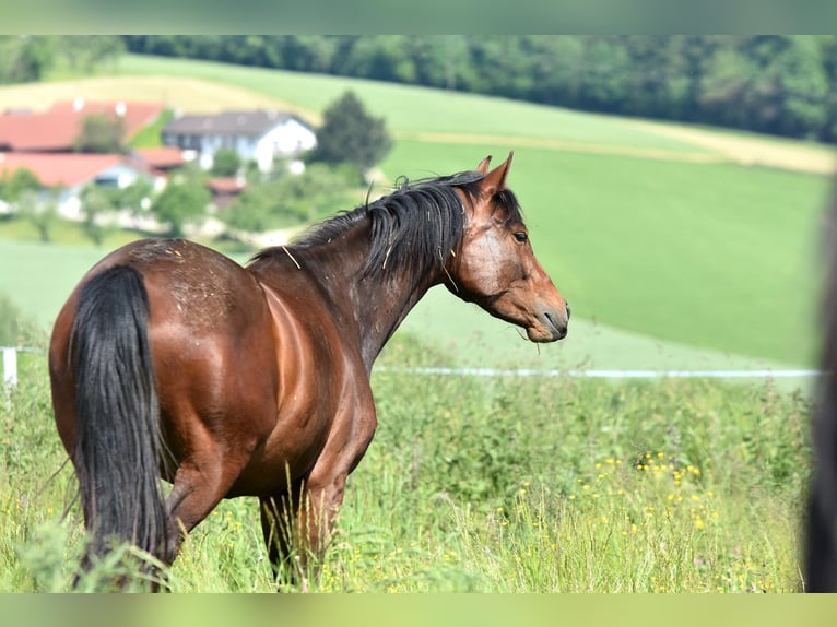 Oldenburg Mare 3 years 15,1 hh Brown in Sankt Wolfgang