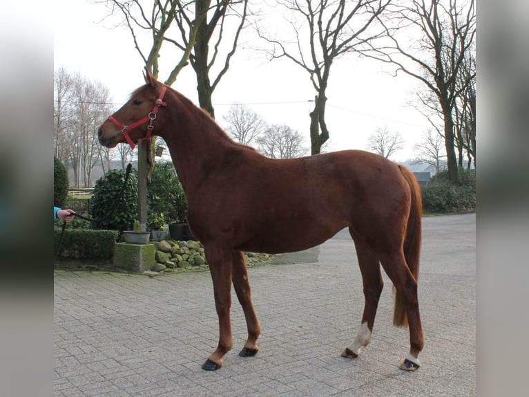 Oldenburg Mare 3 years 15.1 hh Chestnut-Red in Löningen