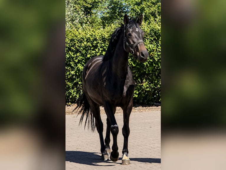 Oldenburg Mare 3 years 15.1 hh Smoky-Black in Niederlangen