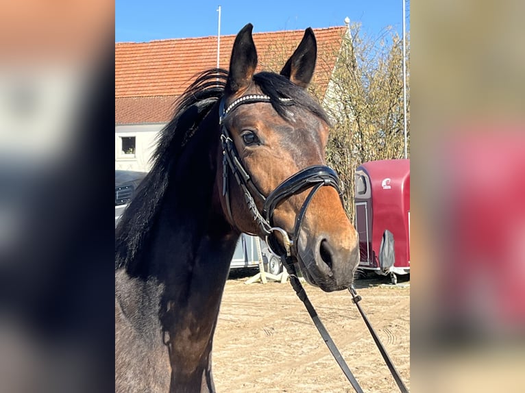 Oldenburg Mare 3 years 15,2 hh Bay-Dark in Hiddenhausen