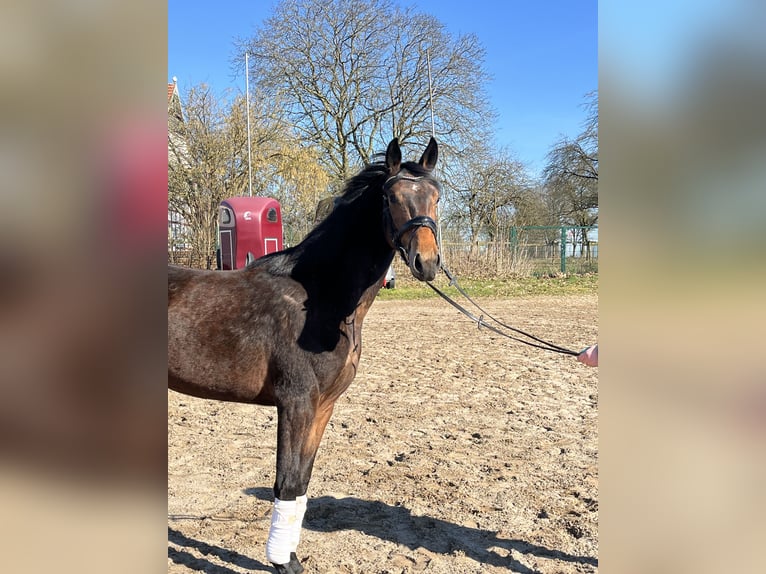 Oldenburg Mare 3 years 15,2 hh Bay-Dark in Hiddenhausen