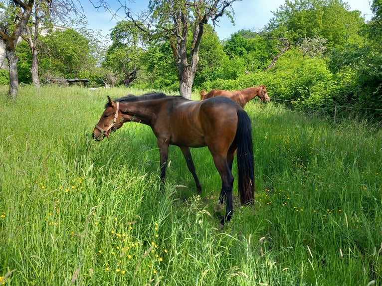 Oldenburg Mare 3 years 15,2 hh Bay-Dark in Kronberg im Taunus