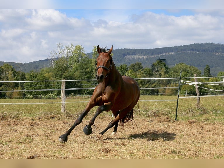 Oldenburg Mare 3 years 15,2 hh Bay-Dark in Kronberg im Taunus