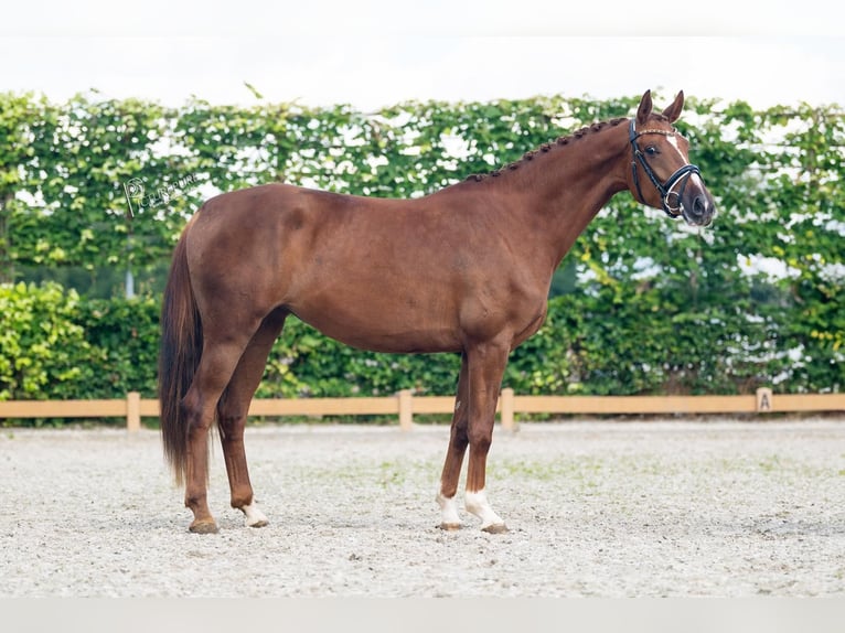 Oldenburg Mare 3 years 15,2 hh Chestnut in Goch