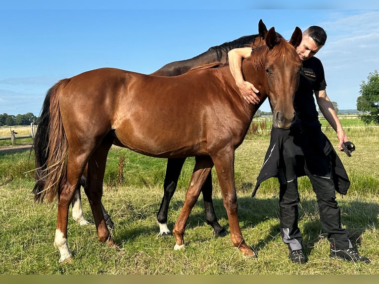 Oldenburg Mare 3 years 15.2 hh Chestnut-Red in Itzehoe