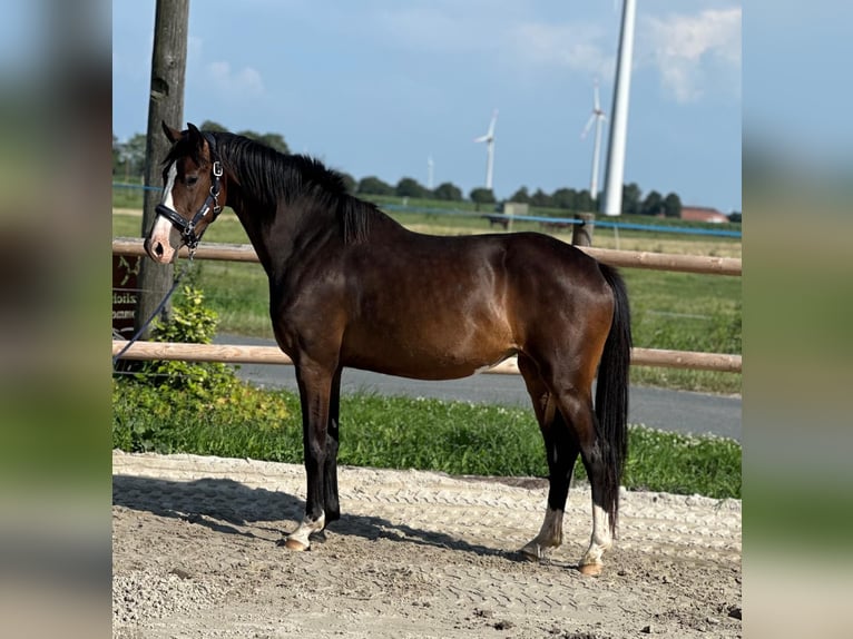 Oldenburg Mare 3 years 15.2 hh Smoky-Black in Vechta