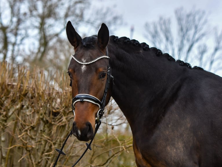 Oldenburg Mare 3 years 15.3 hh Bay-Dark in Großsolt
