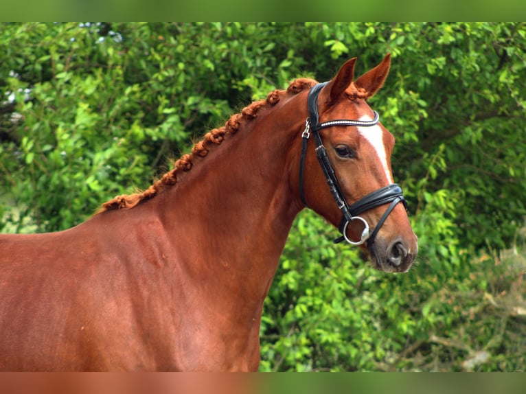 Oldenburg Mare 3 years 15.3 hh Chestnut-Red in Weiterstadt