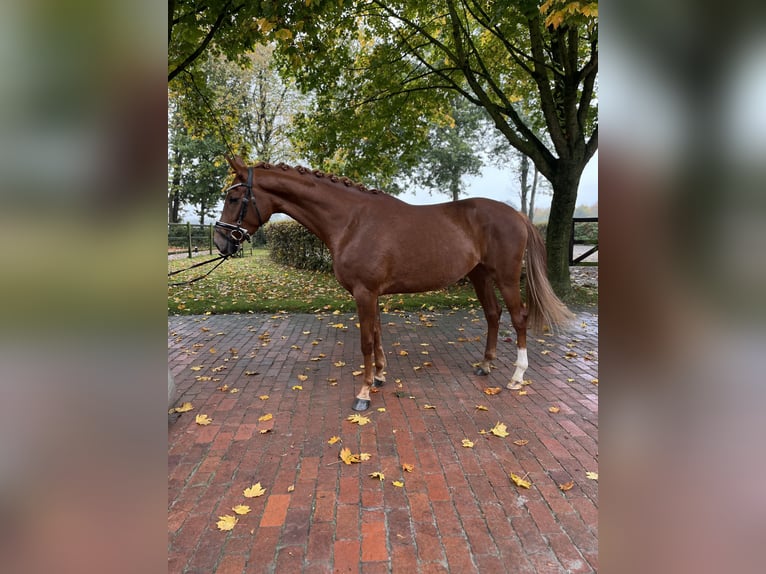 Oldenburg Mare 3 years 15,3 hh Chestnut-Red in Visbek