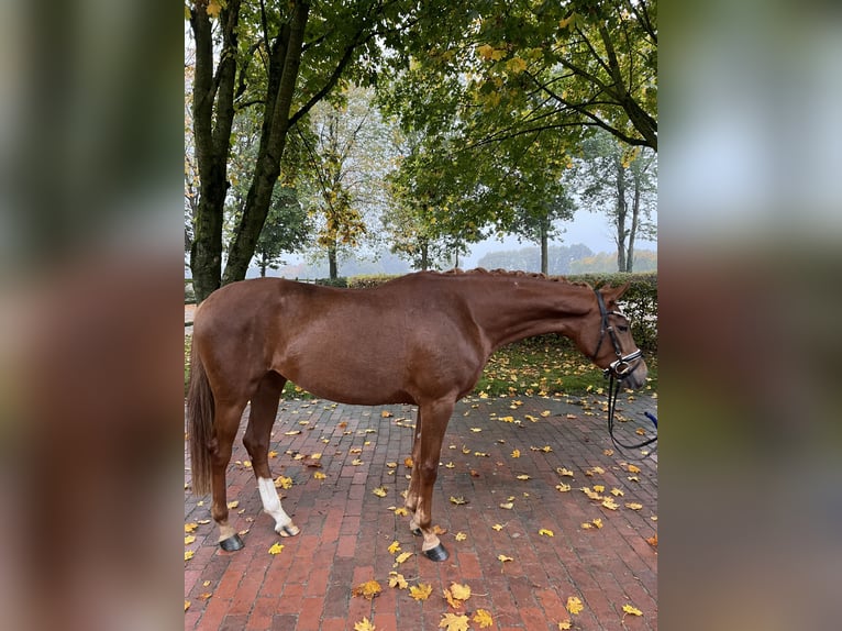 Oldenburg Mare 3 years 15,3 hh Chestnut-Red in Visbek