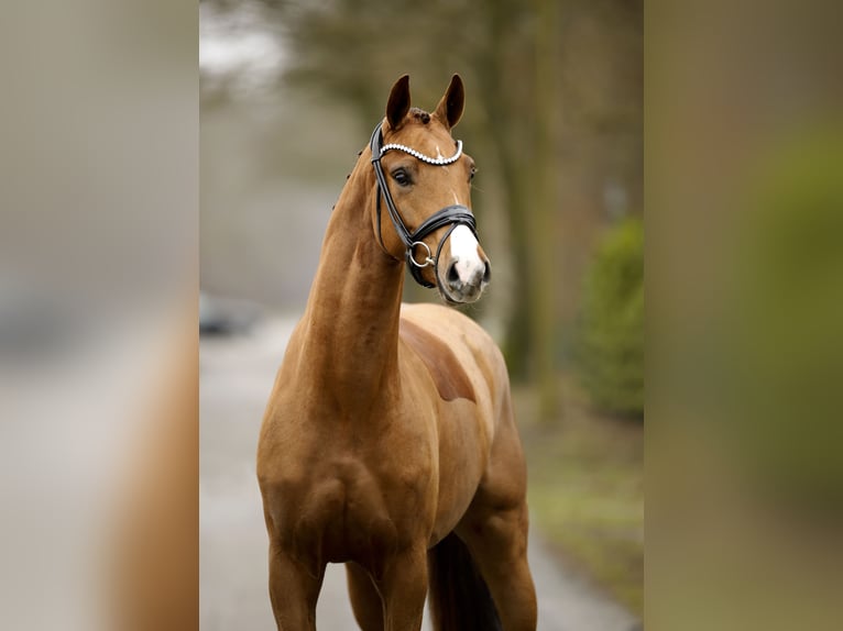 Oldenburg Mare 3 years 15.3 hh  in Schapen