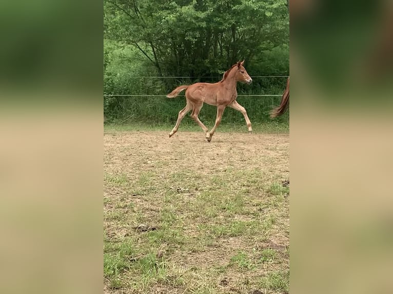 Oldenburg Mare 3 years 15,3 hh in Wendehausen