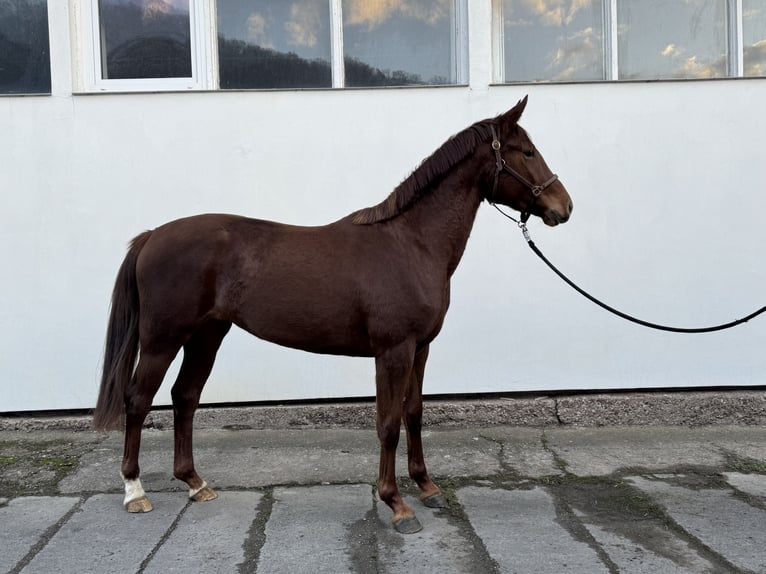 Oldenburg Mare 3 years 15,3 hh in Wendehausen