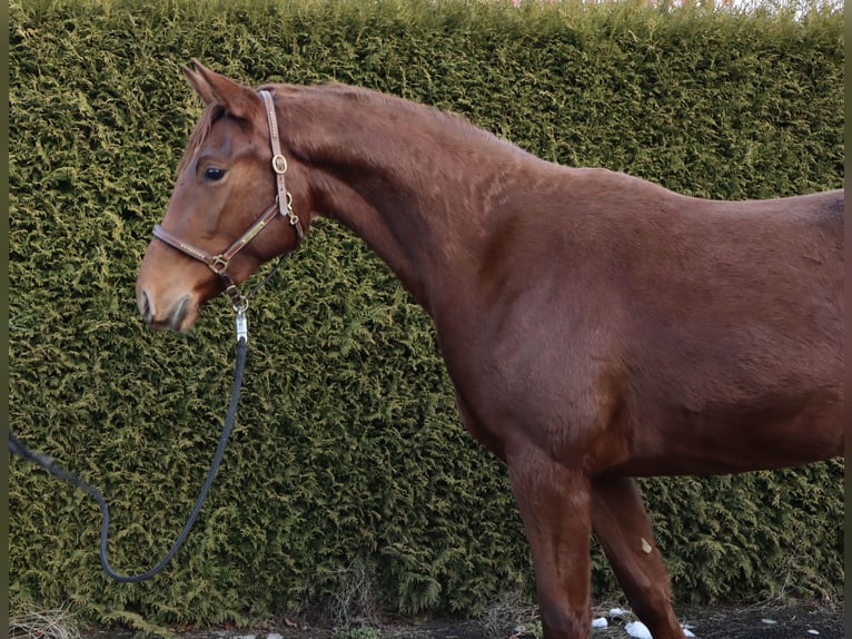 Oldenburg Mare 3 years 15,3 hh in Wendehausen