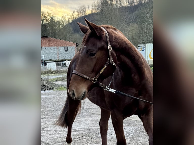 Oldenburg Mare 3 years 15,3 hh in Wendehausen