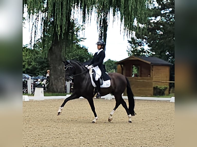 Oldenburg Mare 3 years 15 hh Black in Neupotz
