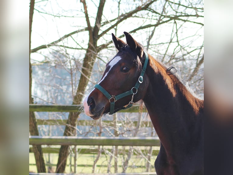 Oldenburg Mare 3 years 15 hh Brown in Radeburg