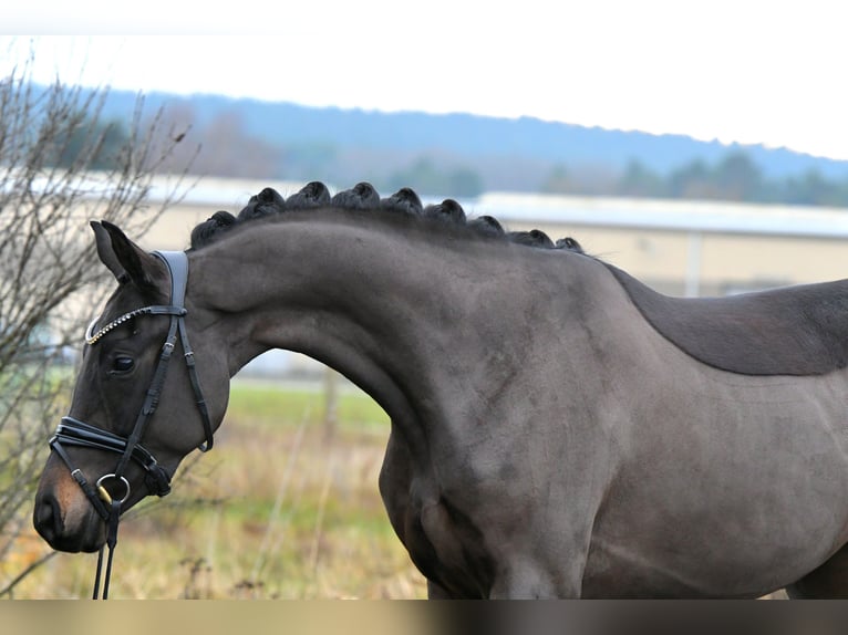 Oldenburg Mare 3 years 15,1 hh Bay-Dark in Kamern