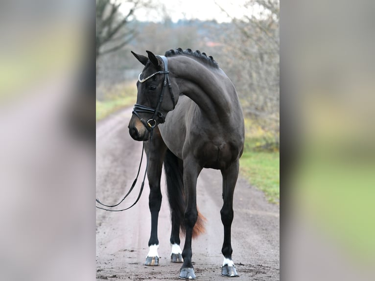 Oldenburg Mare 3 years 15,1 hh Bay-Dark in Kamern