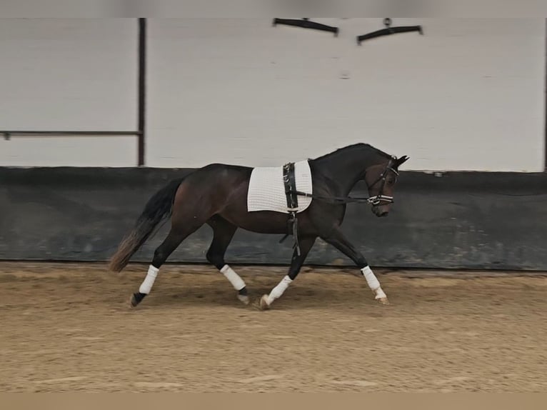 Oldenburg Mare 3 years 15,1 hh Bay-Dark in Geestland