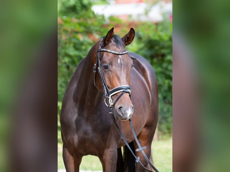 Oldenburg Mare 3 years 15,1 hh Bay-Dark in Geestland