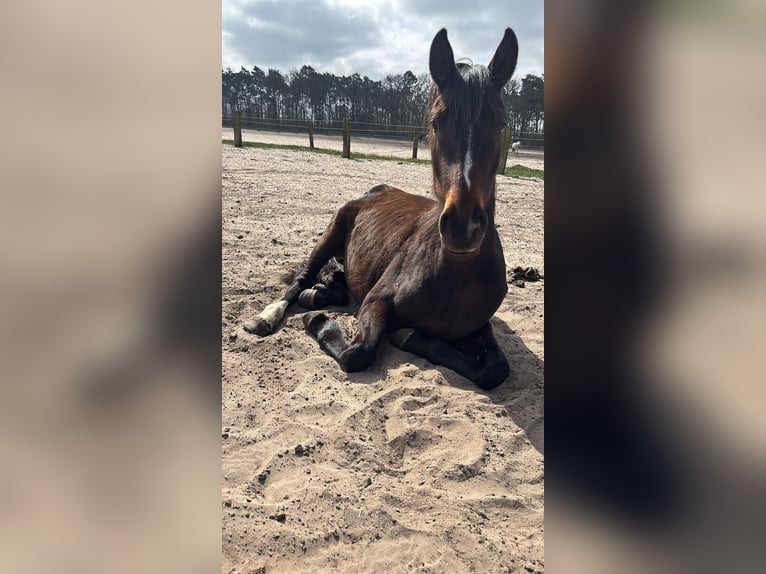 Oldenburg Mare 3 years 15,1 hh Bay-Dark in Sch&#xF6;nwalde