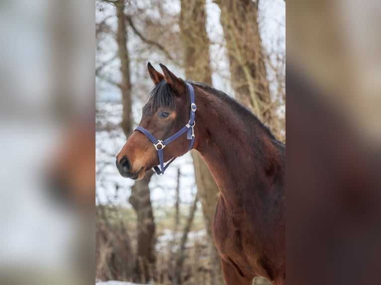 Oldenburg Mare 3 years 15,1 hh Brown in Grebin