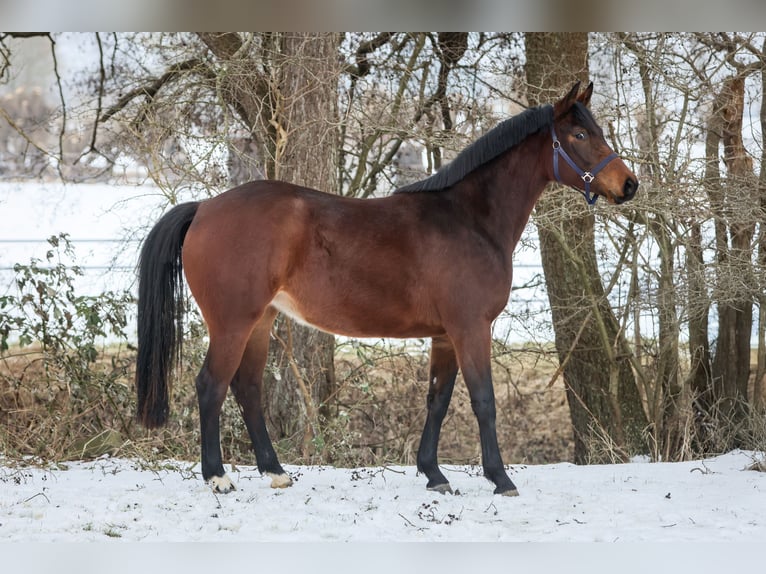Oldenburg Mare 3 years 15,1 hh Brown in Grebin