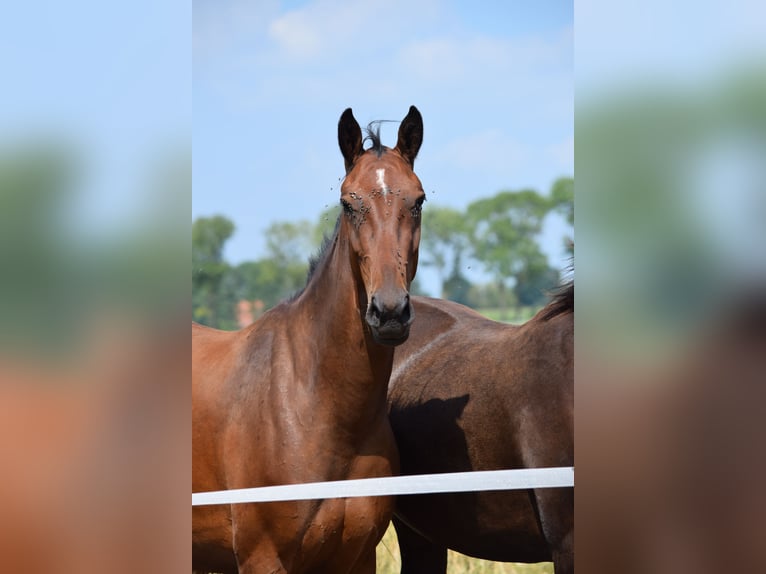 Oldenburg Mix Mare 3 years 15,1 hh Brown in Ovelg&#xF6;nne
