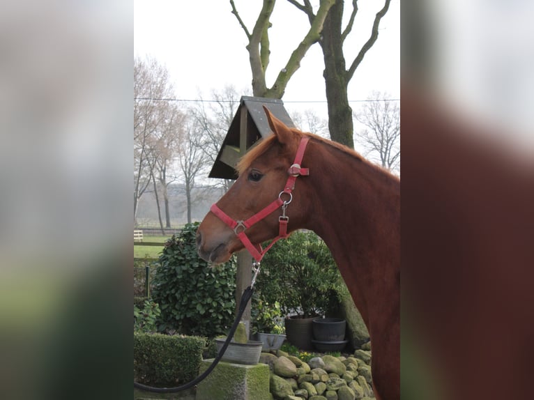 Oldenburg Mare 3 years 15,1 hh Chestnut-Red in Löningen