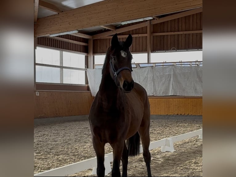 Oldenburg Mare 3 years 15,2 hh Bay-Dark in Barver