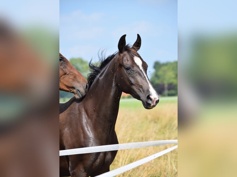 Oldenburg Mix Mare 3 years 15,2 hh Bay-Dark in Ovelgönne