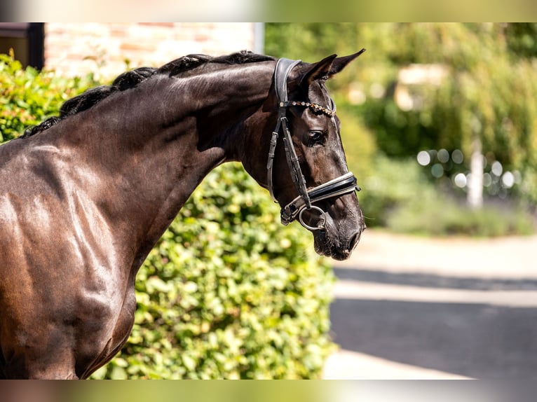 Oldenburg Mare 3 years 15,2 hh Black in Berlin