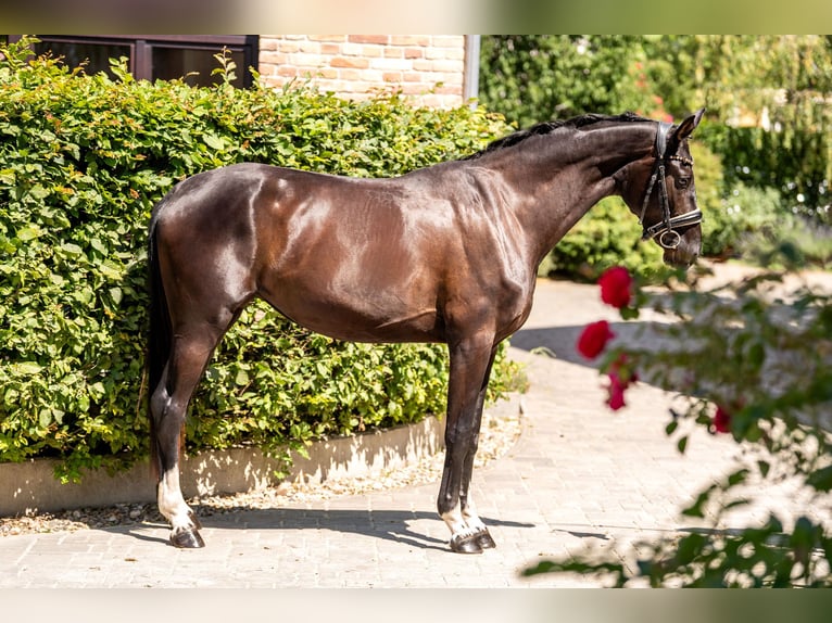 Oldenburg Mare 3 years 15,2 hh Black in Berlin