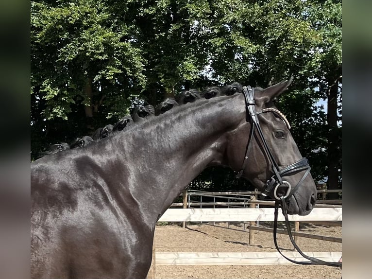 Oldenburg Mare 3 years 15,2 hh Black in Neuenkirchen-V&#xF6;rden