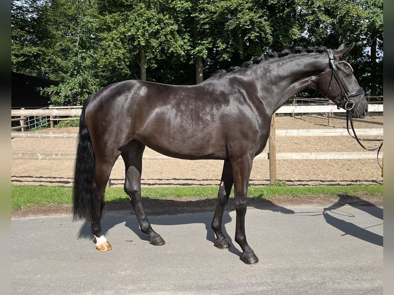 Oldenburg Mare 3 years 15,2 hh Black in Neuenkirchen-V&#xF6;rden
